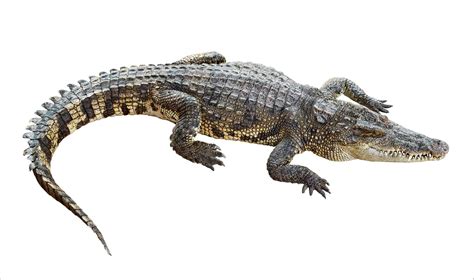 crocodile google translate